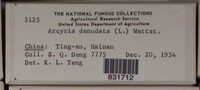 Arcyria denudata image